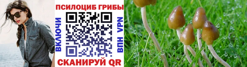 ОМГ ОМГ ссылки  сколько стоит  Шацк  Псилоцибиновые грибы Cubensis 